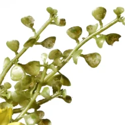 National Tree Company 22" Cosmos Flowers Wreath -Home Decor Shop GUEST 43d1f6fb fa7f 4758 9de8 d491fd2cfdb2