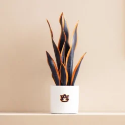 Forever Leaf Auburn Artificial Snake, Orchid And Hydrangea Plants 3-Pack Bundle, Indoor Artificial Plant For Home Decor -Home Decor Shop GUEST 56193c02 757f 4353 90a6 cd80456cb0ff