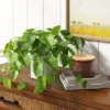 14" X 28" Artificial Pothos Plant In Pot - Threshold™ -Home Decor Shop GUEST 57699ef2 589a 4b55 b694 a6da246d0821