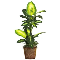 Nearly Natural 42-in Golden Dieffenbachia W/Basket Silk Plant"