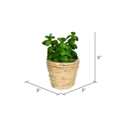 Vickerman 6" Artificial Assorted Succulent Picks, Set Of 3 12 Vickerman 6" Artificial Assorted Succulent Picks, Set Of 3 -Home Decor Shop GUEST 8f575724 51f5 4048 93e1 0e5442481a6f