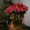 Northlight 28" Dark Pink Artificial Christmas Poinsettia With Gold Wrapped Base -Home Decor Shop GUEST 92edeb36 945e 4f26 9900 20c26df24a8c