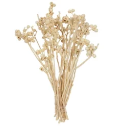 Vickerman Natural Botanicals 14" X 1-3" Ambernut Branch -Home Decor Shop GUEST b456574d 7c16 45a6 ab68 cb13f8705182