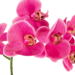 Northlight Real Touch™ Pink Artificial Spring Orchids In A Striped Ceramic Pot 2" -Home Decor Shop GUEST cd41d2f6 fc3e 4e63 b6e2 ec95eb98413e