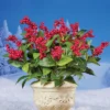 Collections Etc Artificial Red Berry Bushes - Set Of 3 Bushes 10 X 10 X 17 -Home Decor Shop GUEST ecdafc77 3002 4f8f 9d7c 763218310e2e